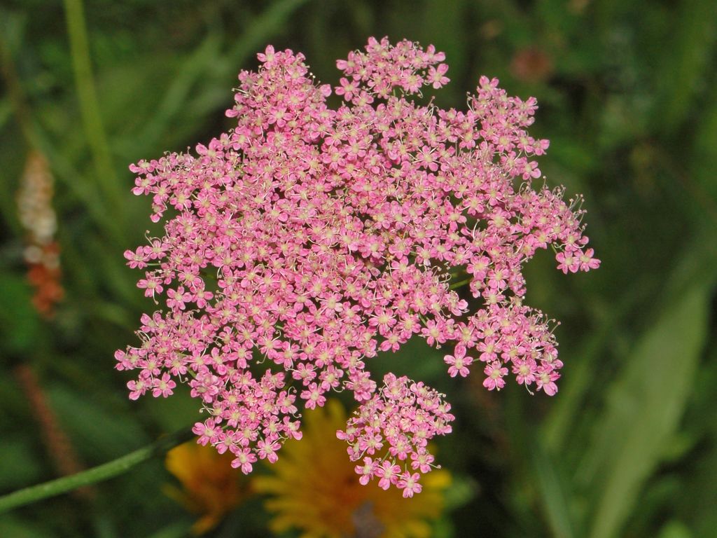 Pimpinella major